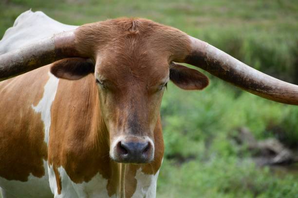 istock Longhorn XVII 1418589698