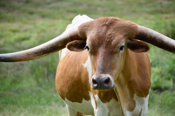 istock Longhorn XVIII 1418589951