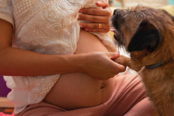 istock small dog touching pregnant woman's belly 1418591200