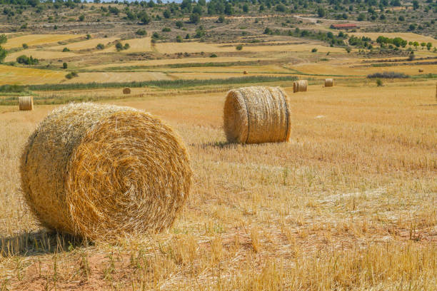 istock Alpaca , Giant cylindrical paca the rotopaca 1418592716