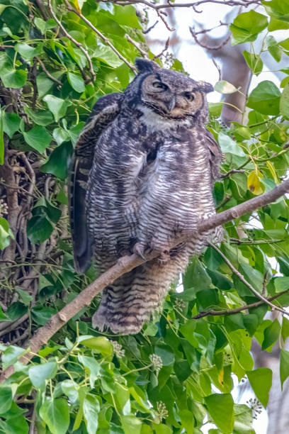istock Closeup of Great Horned Owl, Delta, BC, Canada 1418594864