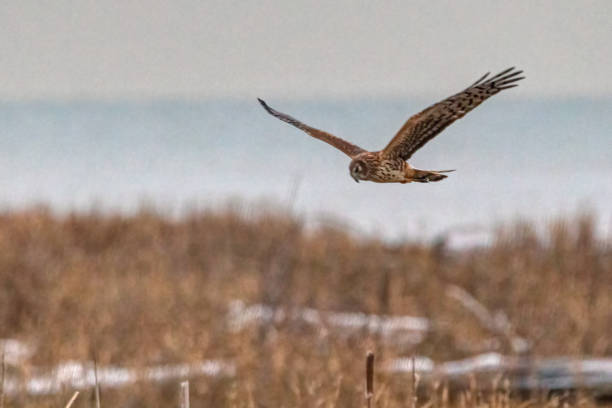 istock northern harrier landing down into grass 1418594928