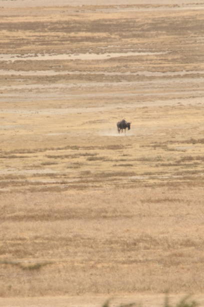 istock Wildebeest at Ngorongoro Conservation Area. 1418597704