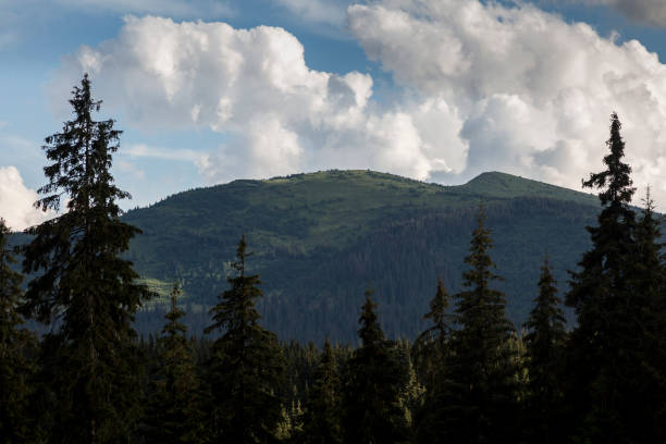 istock Spruce forests in the Carpathian mountains, Svydovets massif 1418598214