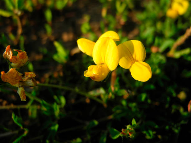 Lotus corniculatus - yellow flover This golden flover is an important nectar source for many insects. It is used in agriculture as a forage plant, grown for pasture, hay, and silage. lotus corniculatus stock pictures, royalty-free photos & images