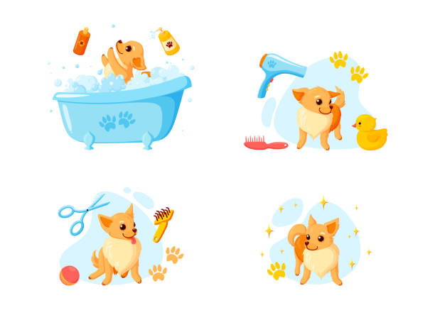 ilustrações de stock, clip art, desenhos animados e ícones de dog grooming in a bath with pet shampoo, combs and rubber ducks. playful chihuahua puppy in grooming service. vector illustration - dog bathtub washing puppy
