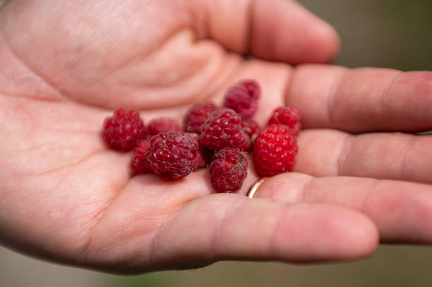 istock Raspberries in the forest, Andorra. 1418606191