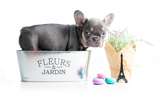 2 month old French Bulldog Grey Puppy inside a tin container