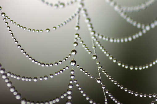 Macro photograph of a spider web with morning water droplets