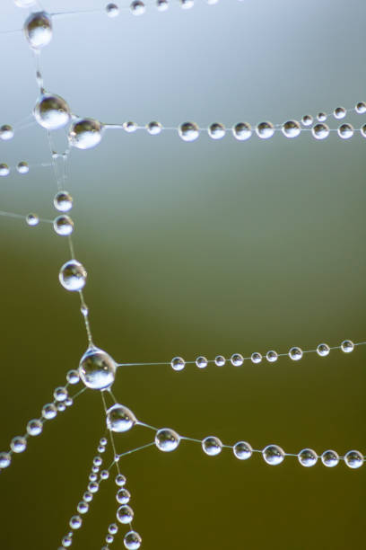 istock Macro photograph of a spider web 1418612002
