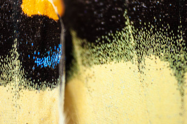 istock Macro photograph of a butterfly wing 1418612461