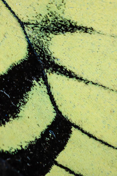 istock Macro photograph of a butterfly wing 1418612465