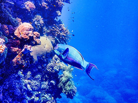 Parrotfish feeding on the reef