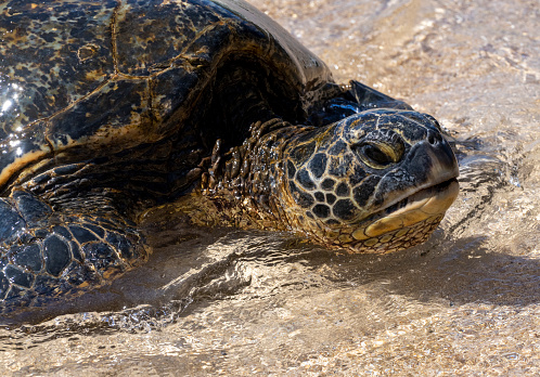 One small just hatched turtle at Ras al Jinz beach walking to the water, turtle reserve. Oman