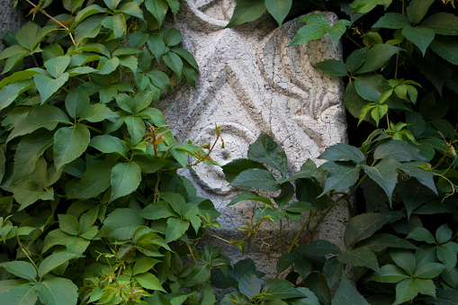 Ancient Rome carved tombstone and ivy