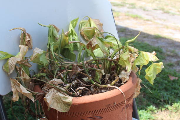 istock dying plant outside 1418617572