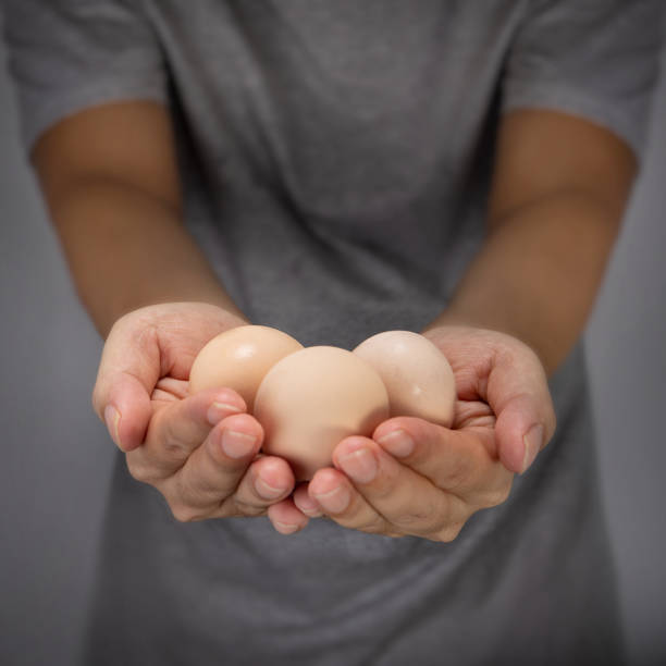 Human hands hold three chicken eggs