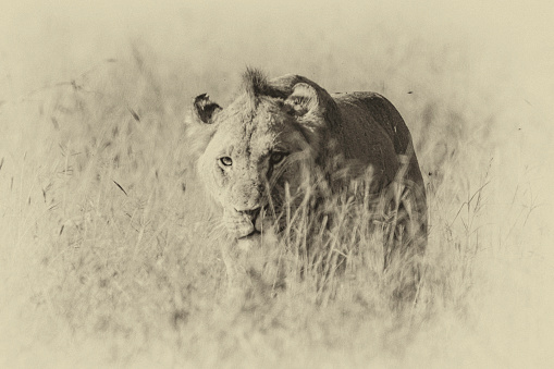 antique plate treatment of an image of a lioness walking through long grass - Kruger Park