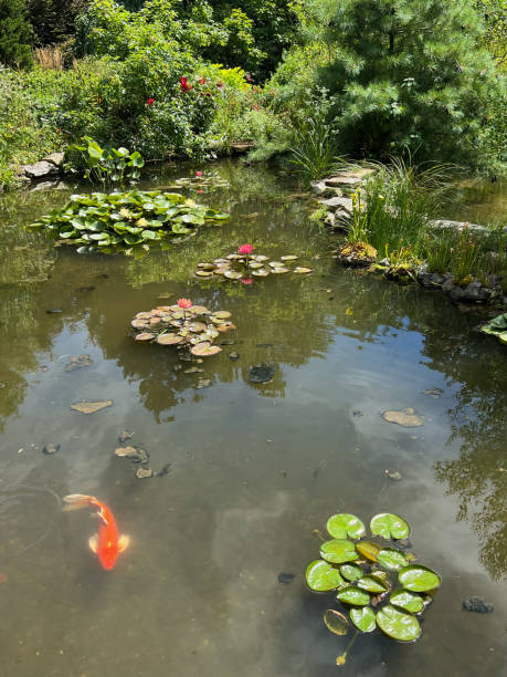 istock Koi in water garden 1418630993