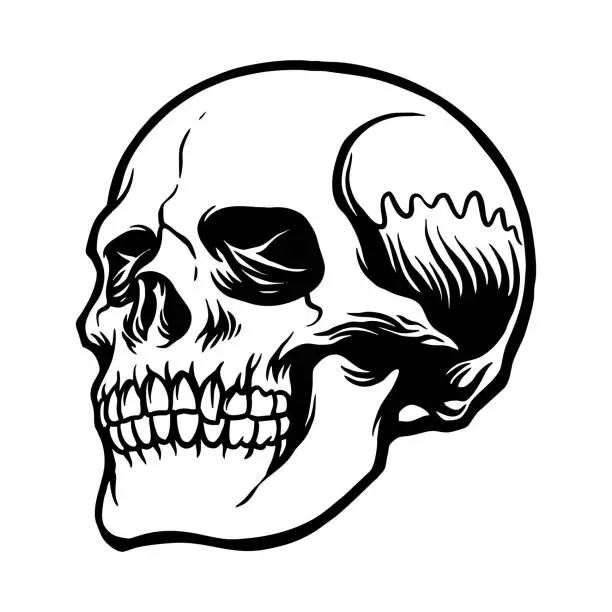 Vector illustration of Best Anatomy Skull Clipart Silhouette