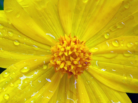 raindrops on yellow daisies