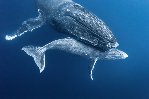 Shot while on a snorkel trip to Tonga. Humpback baby is a week old. Very curious about us and kept swimming up to us.