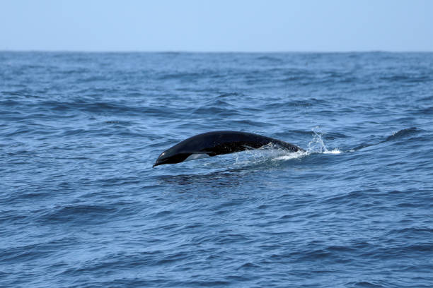 istock Northern Right Whale Dolphin 1418634595