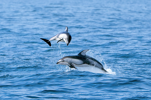 Pacific white sided dolphins jumping out of the water and playing in Monterey Bay.