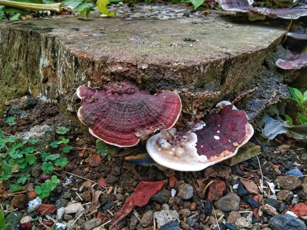 istock rotten wood mushroom 1418635674
