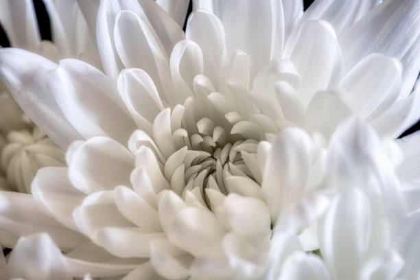 istock Artistic and Dreamy Flower Close-up 1418635996