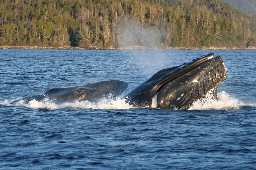 Humpback whales lunge feeding or bubble feeding on herring in Sitka Alaska