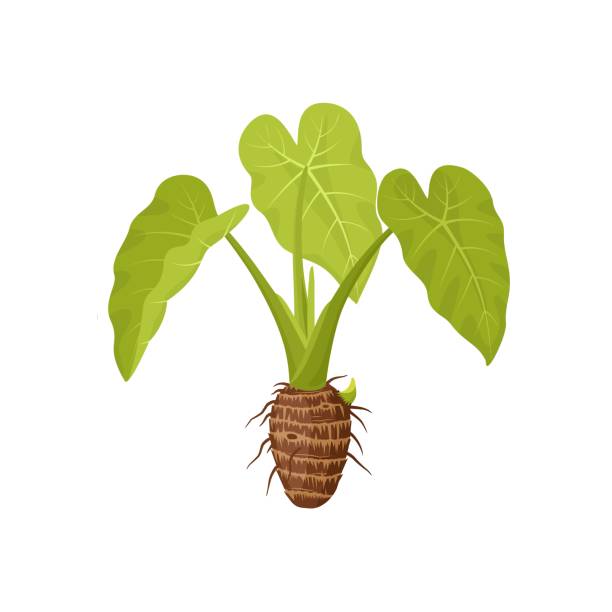 Taro plant Vector illustration of a taro plant or Colocasia esculenta, isolated on a white background. taro leaf stock illustrations