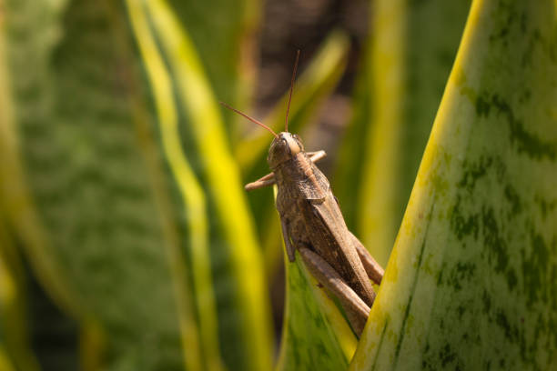 bella cavalletta sull'erba in estate (macro - cricket locust grasshopper insect foto e immagini stock