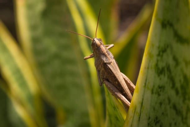 istock Beautiful grasshopper on the grass in summer (macro) 1418645339