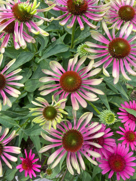 Colorful Coneflowers stock photo