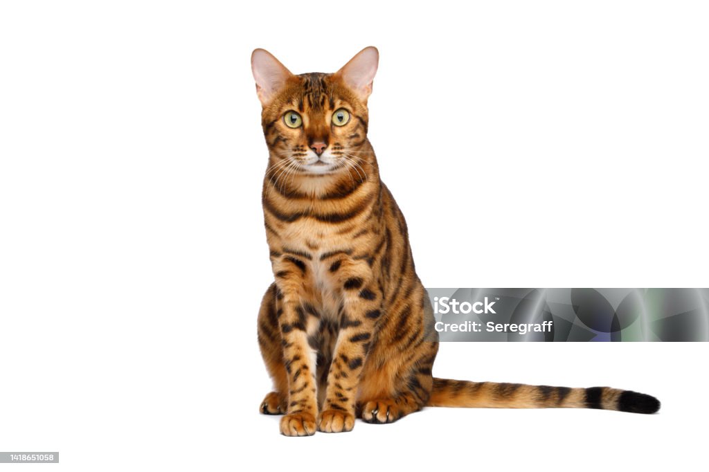Bengal cat on white background Bengal cat sits with a curious muzzle in front on an isolated white background Domestic Cat Stock Photo
