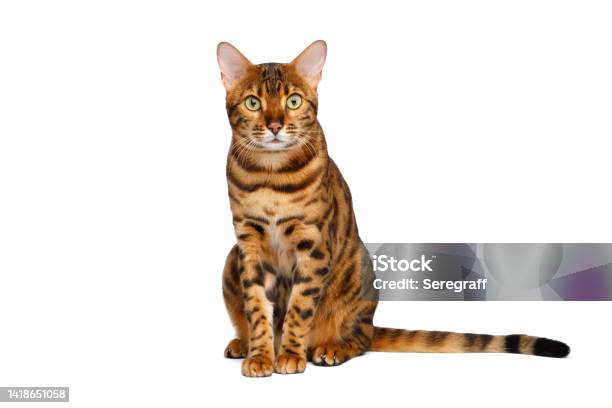 Bengal Cat On White Background Stock Photo - Download Image Now - Domestic Cat, Studio Shot, Bengal Cat - Purebred Cat