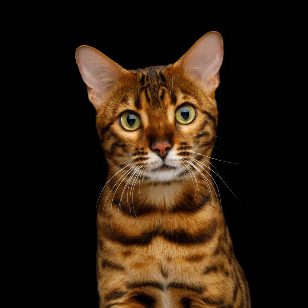 istock Bengal cat on black background 1418651060
