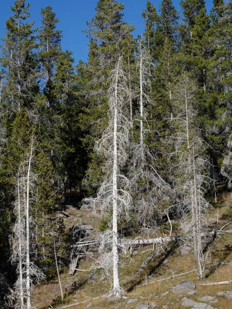 istock Dead trees near a Yellowstone geyser. 1418652128