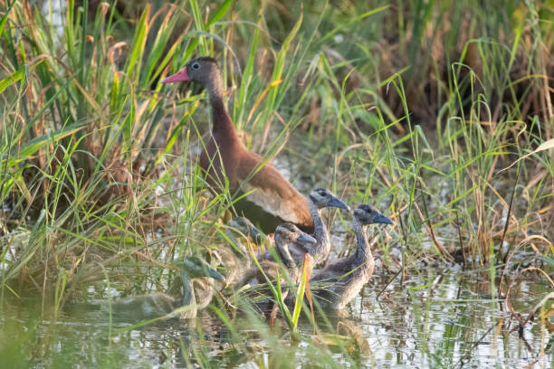 Black-bellied Whistling Duck