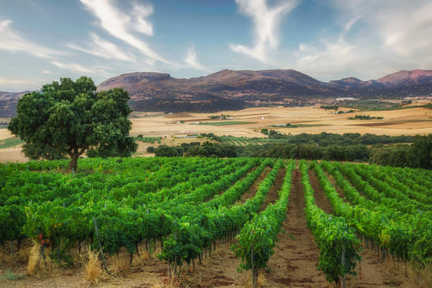 istock mountainous landscape with a vineyard in the foreground 1418656050