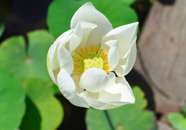 Lotus against water growing in Vietnam stock photo