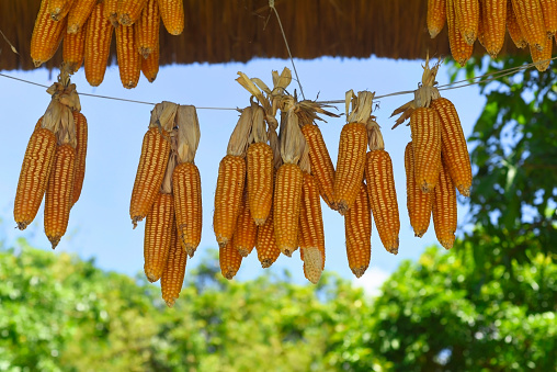 Many corns hanging on a farm against blue background
