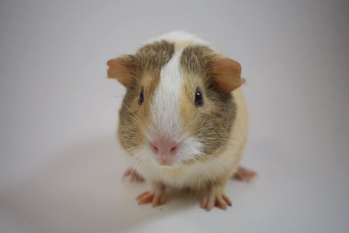 4 month old tri color guinea pig posing with white backdrop.