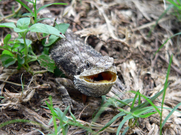 istock Bearded dragon lizard reptile animal on the ground 1418664965