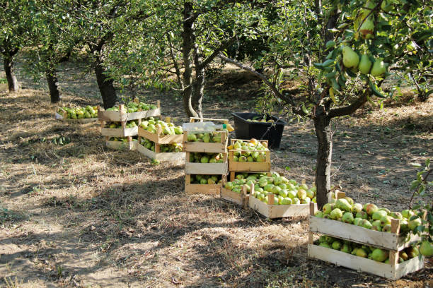 istock Williams Pear Harvesting In Orchard to Boxes 1418674156