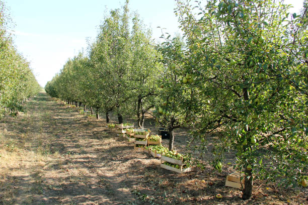 williams pear tree orchard e raccolta - william williams foto e immagini stock