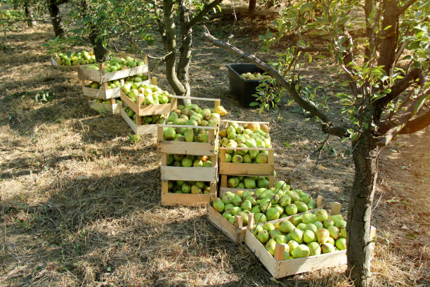 williams pear boxes harvesting in orchard field - william williams foto e immagini stock