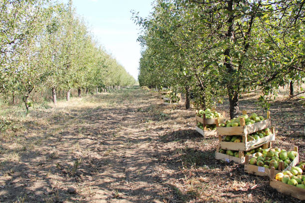 williams pear tree orchard harvesting in the garden - william williams imagens e fotografias de stock