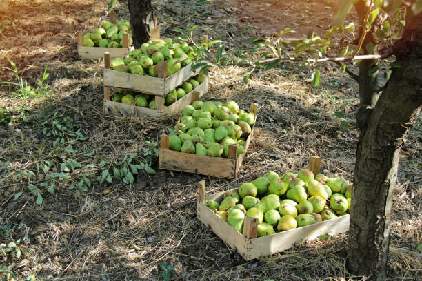 istock Many Williams Pear Boxes on the Orchard Ground 1418675132